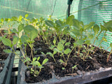 Pre-Order Japanese Indigo - Seedlings - Pick up in Pinole, California, April 2026