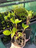Pre-Order Japanese Indigo - Seedlings - Pick up in Pinole, California, April 2026