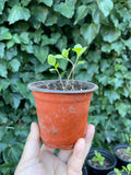 Pre-Order Japanese Indigo - Seedlings - Pick up in Pinole, California, April 2026