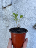 Pre-Order Japanese Indigo - Seedlings - Pick up in Pinole, California, April 2026