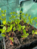 Pre-Order Japanese Indigo - Seedlings - Pick up in Pinole, California, April 2026