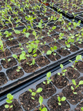 Pre-Order Japanese Indigo - Seedlings - Pick up in Pinole, California, April 2026