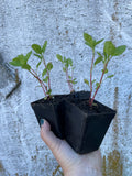Pre-Order Japanese Indigo - Seedlings - Pick up in Pinole, California, April 2026