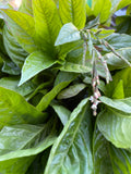 Japanese Indigo - Seeds for your 2026 garden