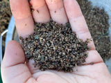 Japanese Indigo - Seeds for your 2026 garden