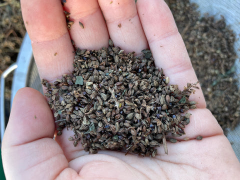 Japanese Indigo - Seeds for your 2026 garden
