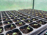 Japanese Indigo - Seeds for your 2026 garden