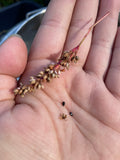 Japanese Indigo - Seeds for your 2026 garden