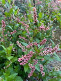 Japanese Indigo - Seeds for your 2026 garden