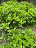 Japanese Indigo - Seeds for your 2026 garden